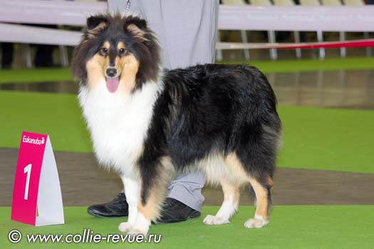 Collie Revue